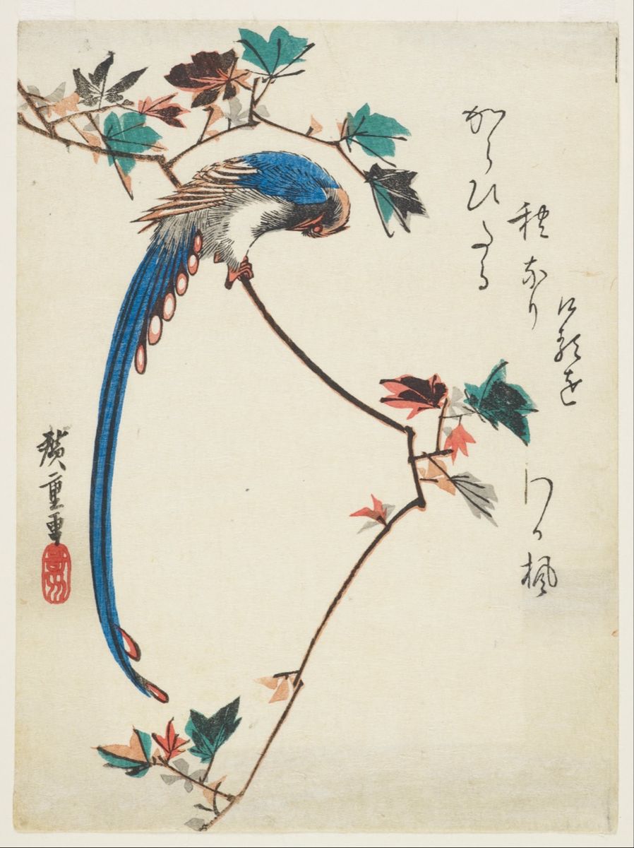 歌川広重 かえでの枝にルリカケス 浮世絵 花鳥画